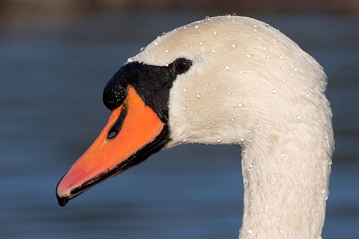 Hckerschwan